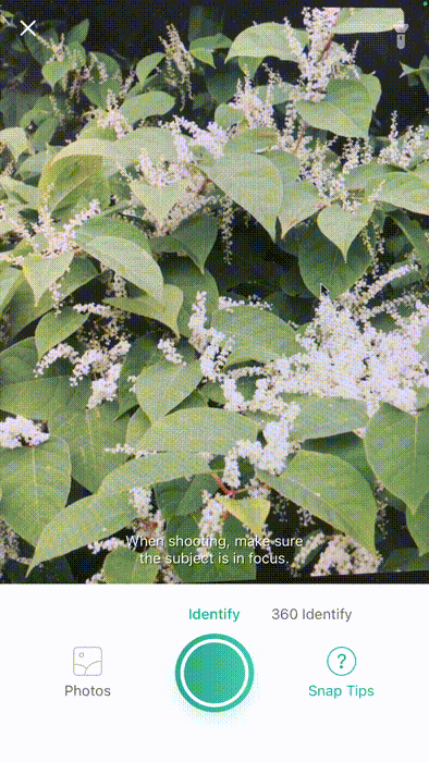 GIF of using the PictureThis app to complete an identification of Japanese Knotweed..