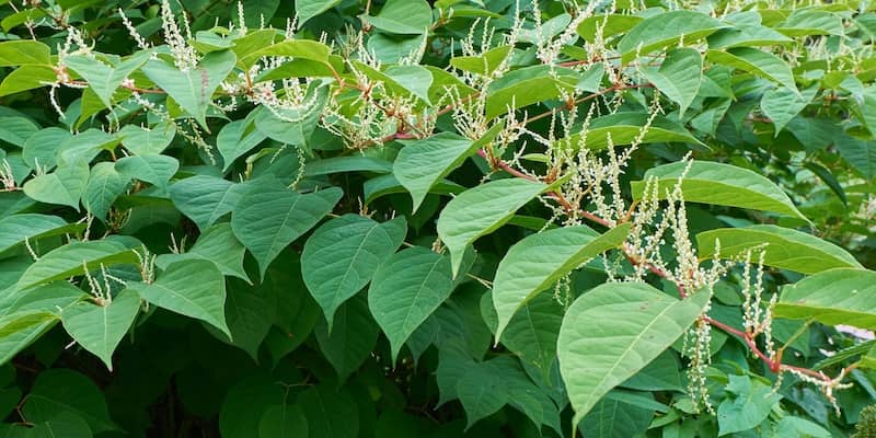 Image of Japanese Knotweed