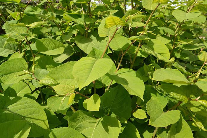 A picture of mature Japanese Knotweed leaves. Source: Koppert.com