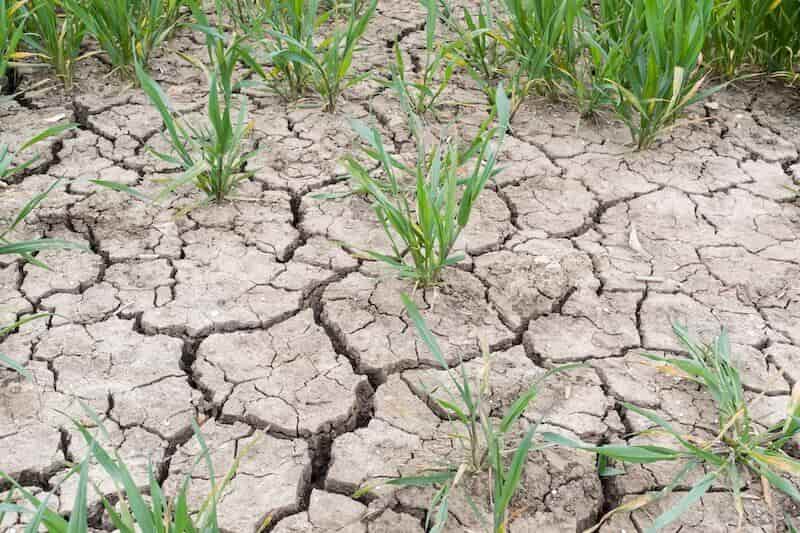 Heatwave causing drought and cracking in clay soil.