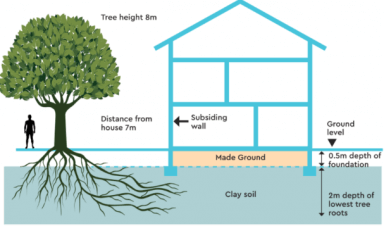 A diagram of a large tree and tree roots around a home.
